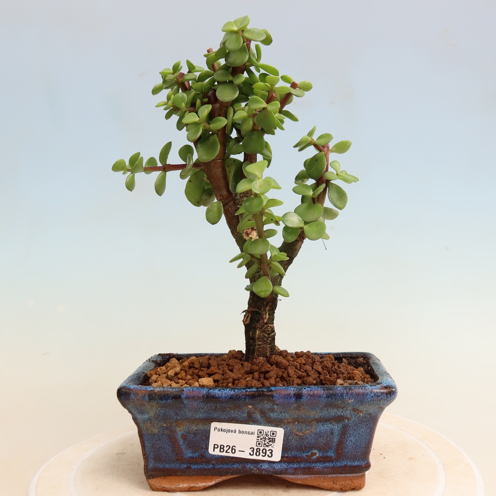 Pokojová bonsai - Portulakaria Afra - Tlustice
