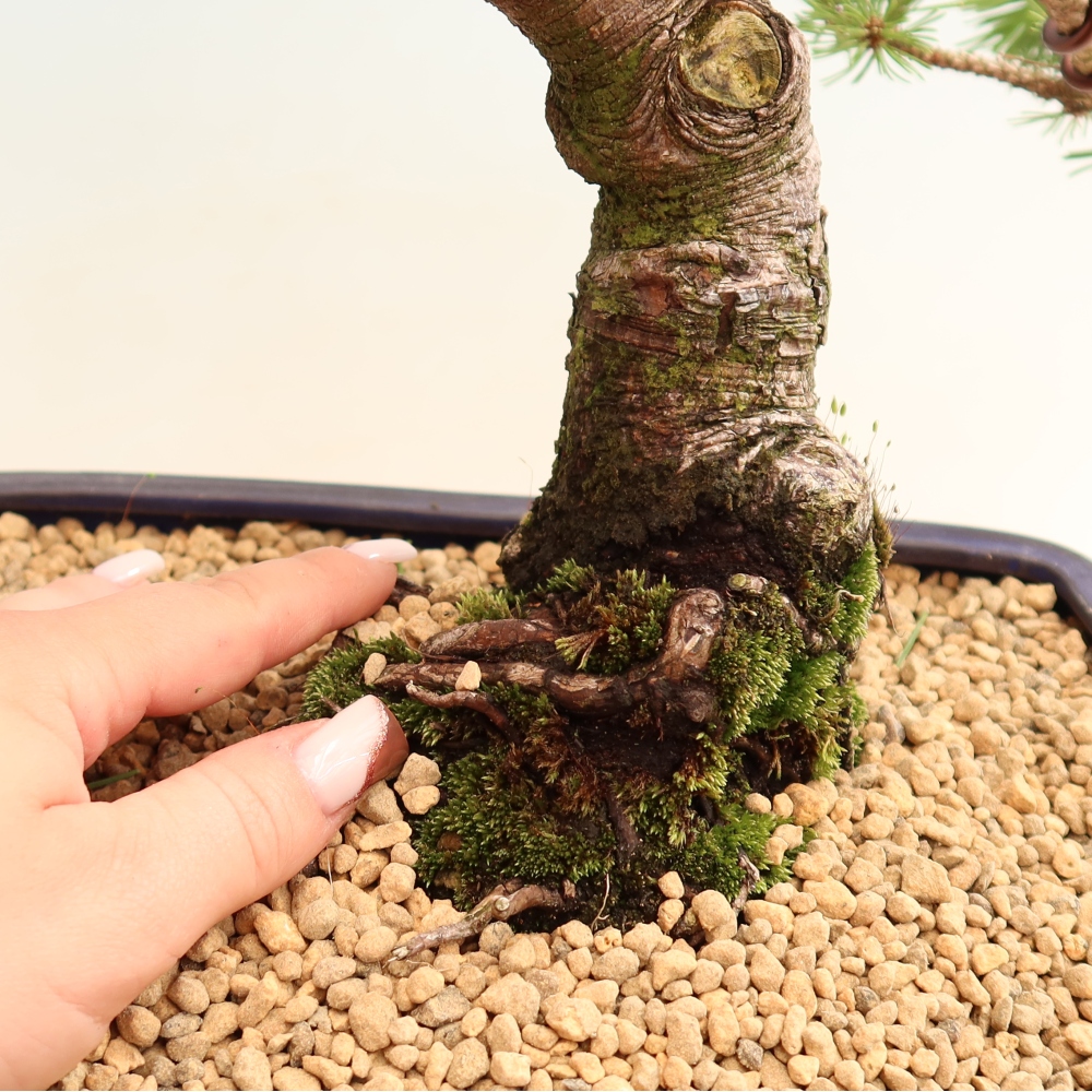 Venkovní bonsai - Pinus mugo Humpy  - Borovice kleč
