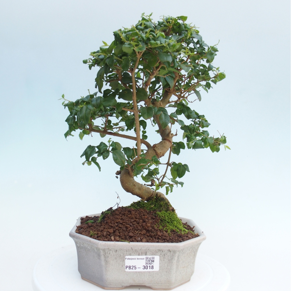Pokojová bonsai -Ligustrum chinensis - Ptačí zob