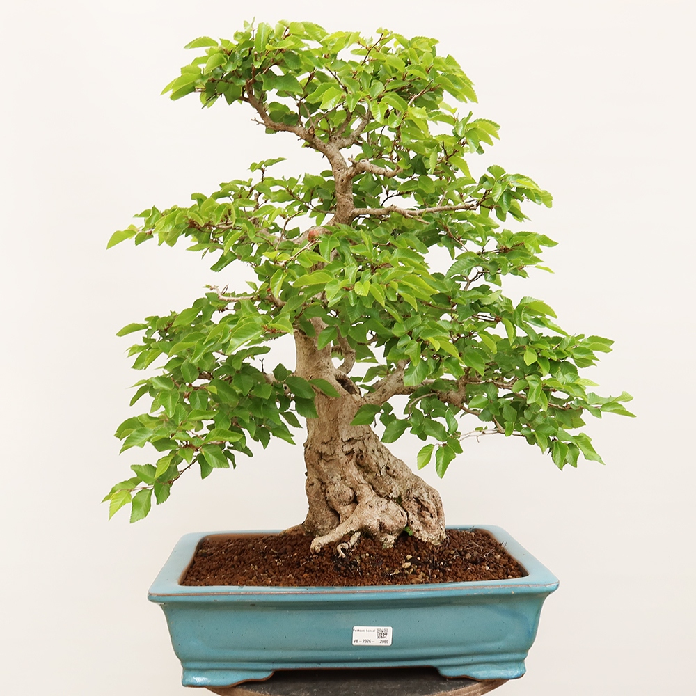 Venkovní bonsai -Carpinus Coreana - Habr korejský