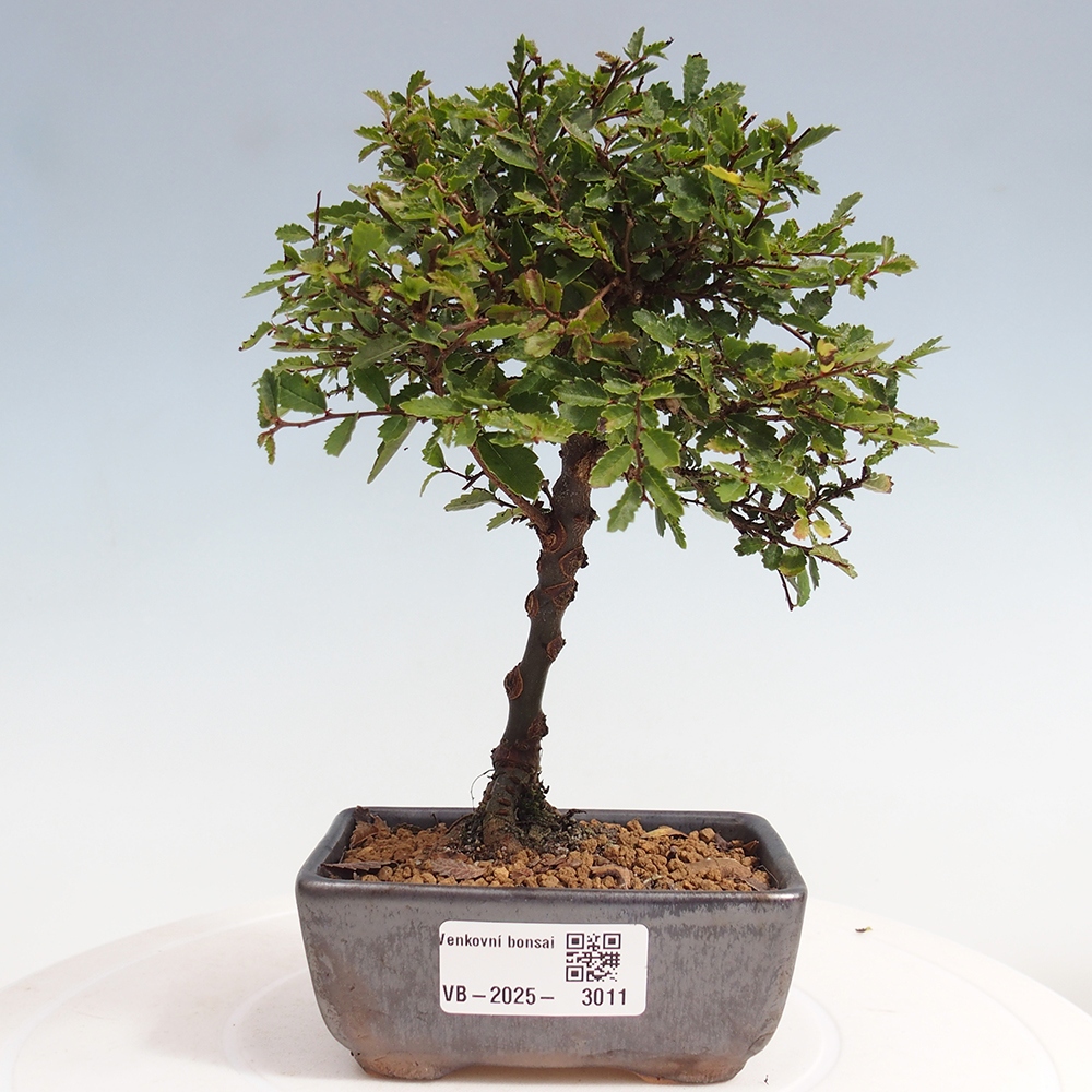 Venkovní bonsai - Ulmus parvifolia Sagei - Malolistý jilm