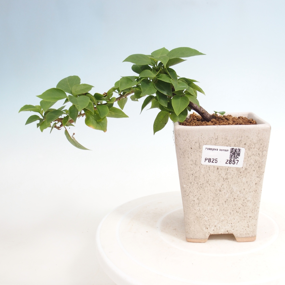 Pokojová bonsai - Bouganwilea