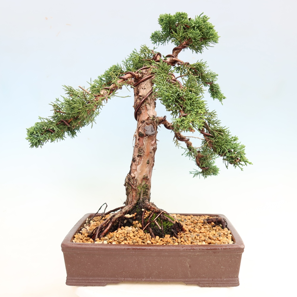 Venkovní bonsai - Juniperus chinensis Kishu -Jalovec čínský