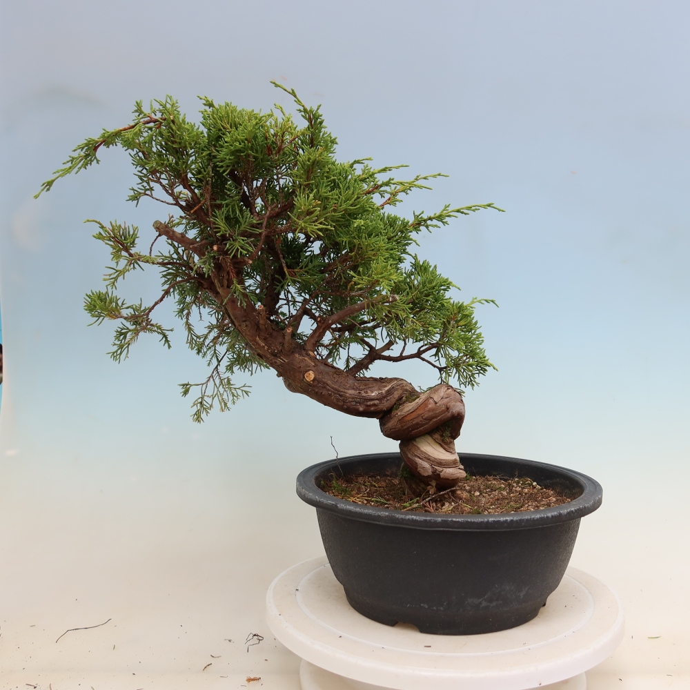 Venkovní bonsai - Juniperus chinensis Itoigawa-Jalovec čínský