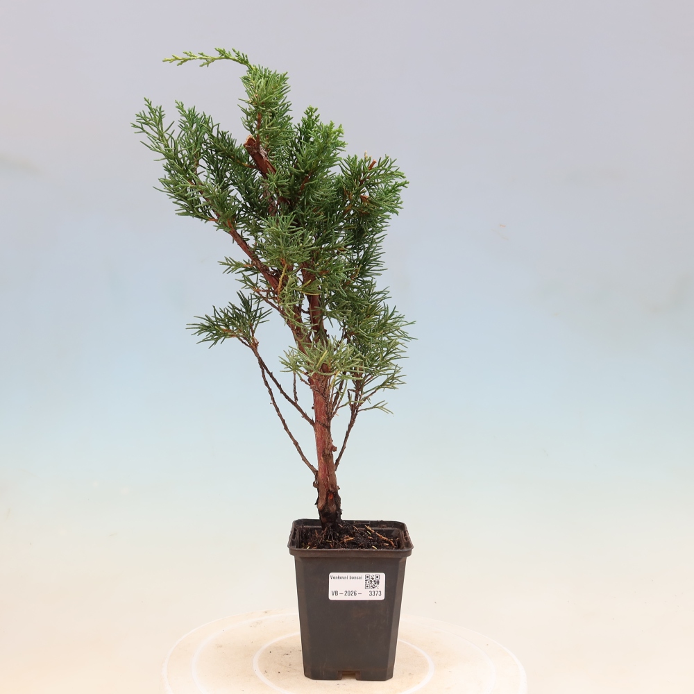 Venkovní bonsai - Juniperus chinensis Kishu -Jalovec čínský