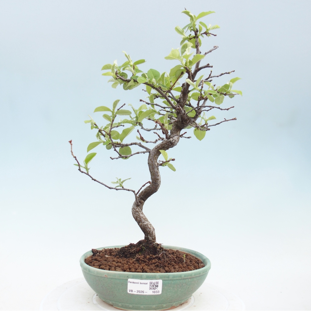 Venkovní  bonsai -  Chaneomeles chinensis - Kdoulovec čínsky
