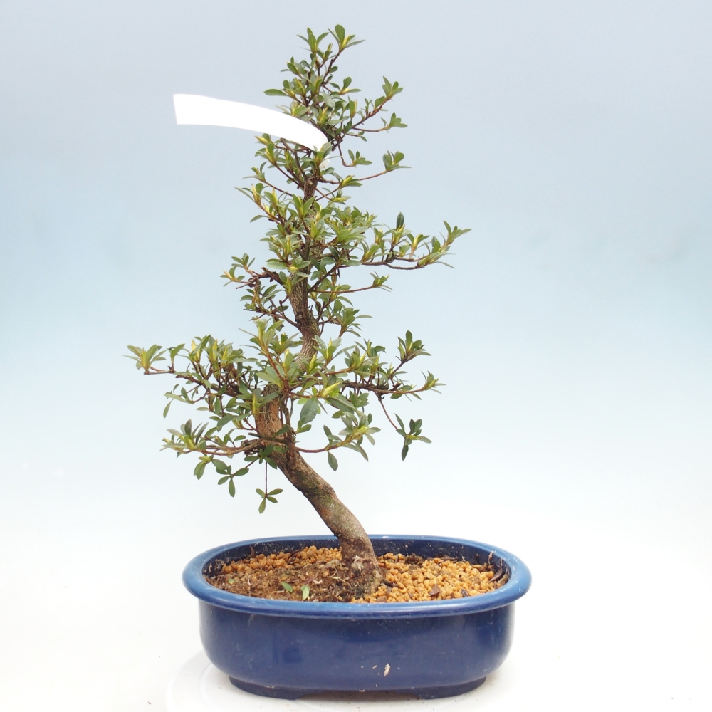 Venkovní bonsai - Japonská azalka - Azalea MURASAKI