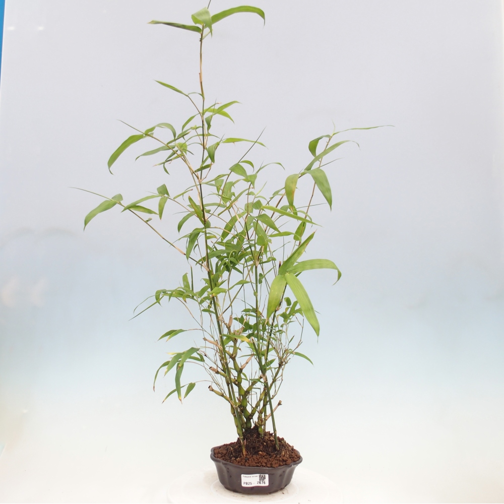 Pokojová bonsai - Bambus budha-Bambus budhovo břicho