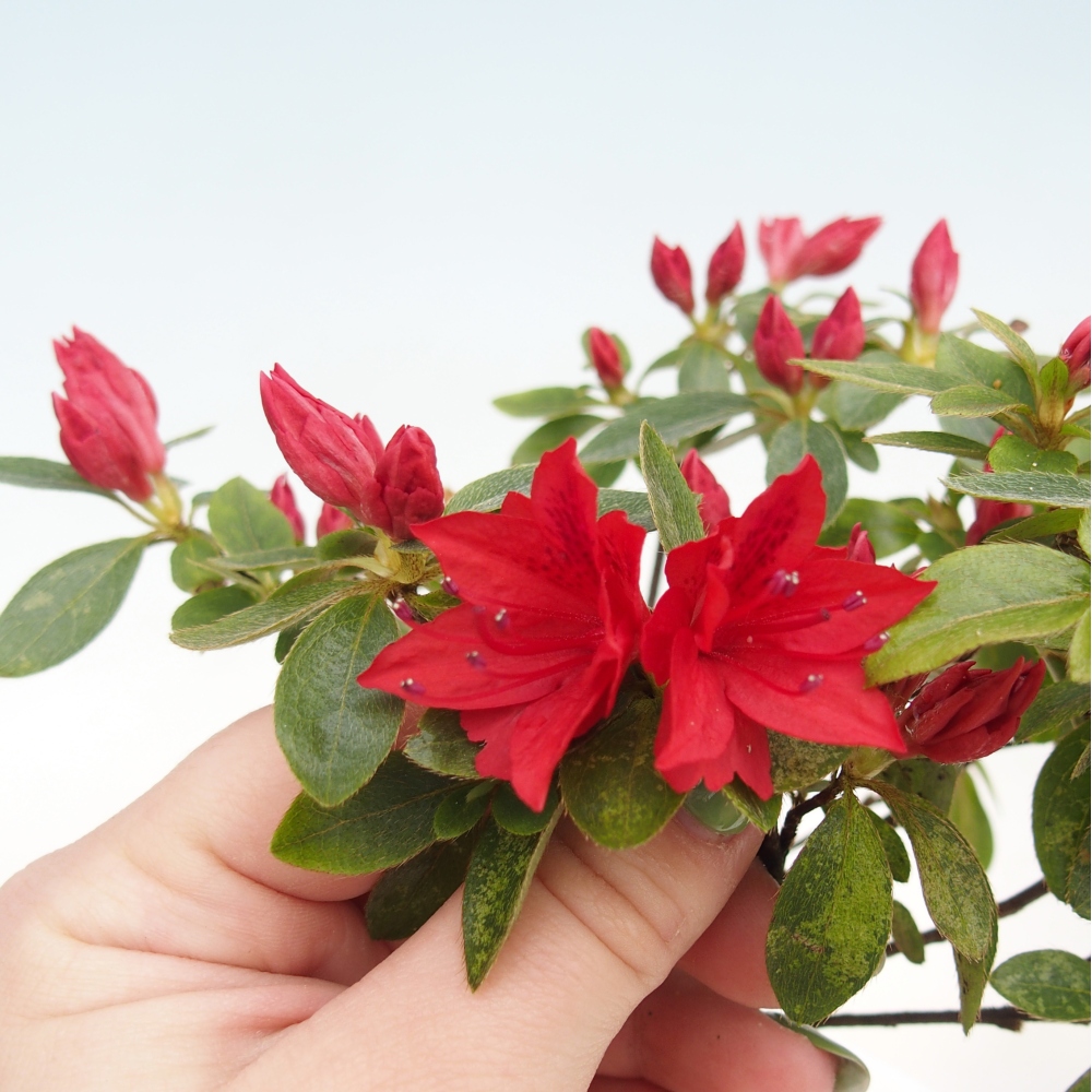 Venkovní bonsai - Japonská azalka - Azalea sp.