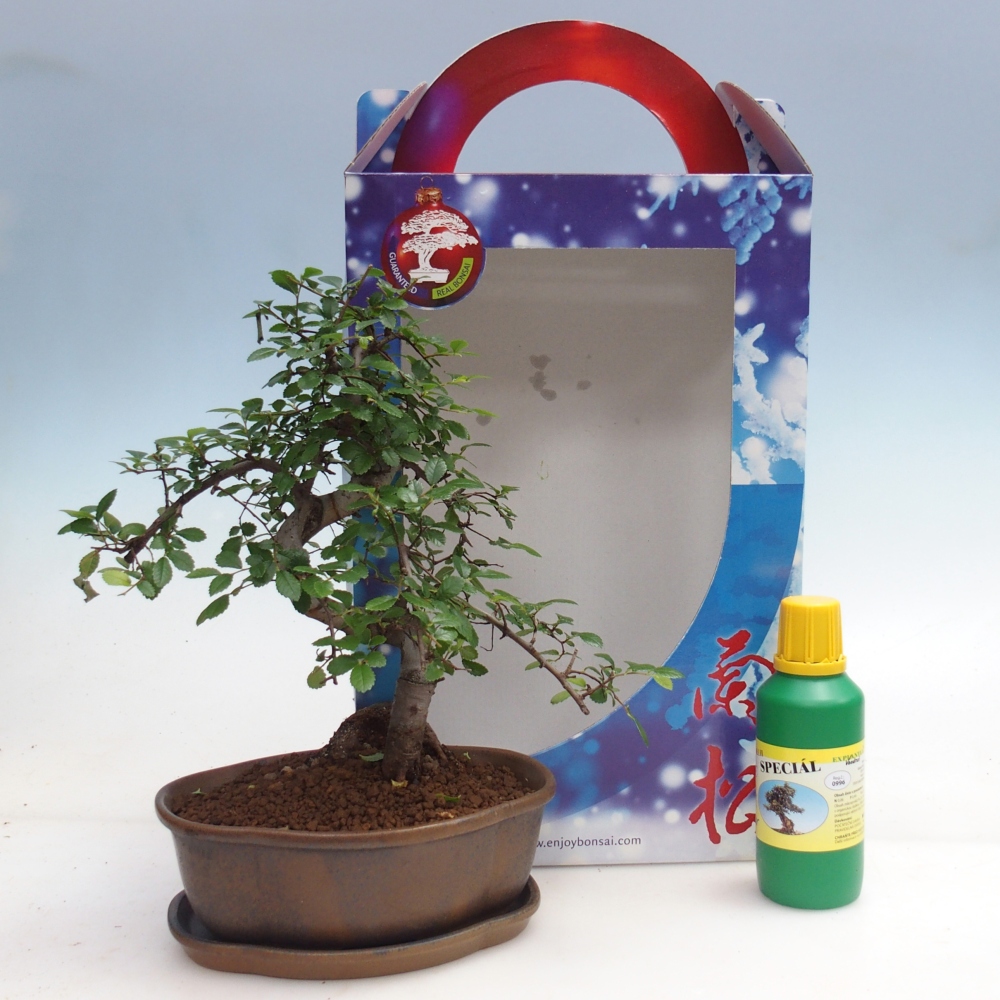Pokojová bonsai v dárkové krabičce Ulmus parvifolia - Jilm čínský