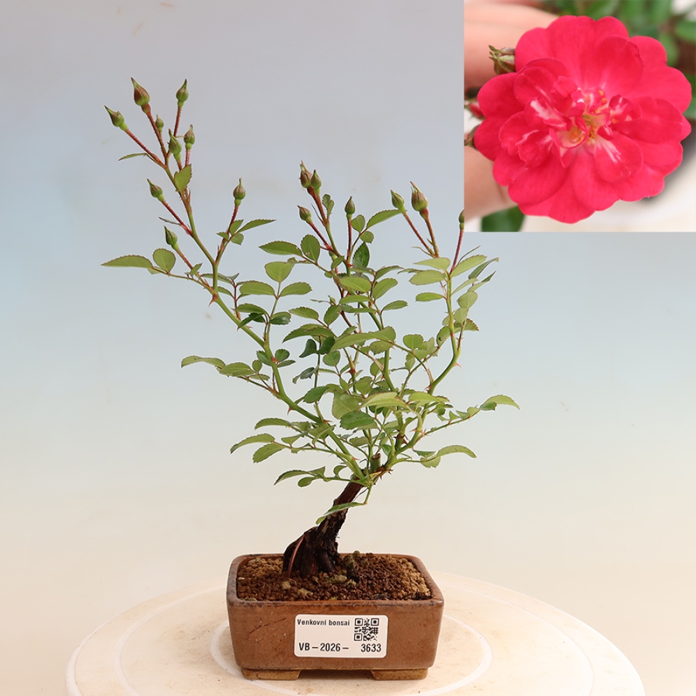 Venkovní bonsai - Rosa Kordes -  růže