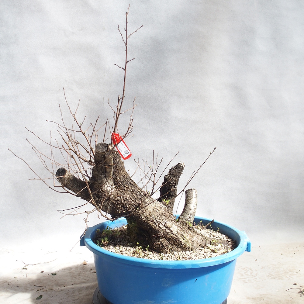 Venkovní bonsai -Mahalebka - Prunus mahaleb