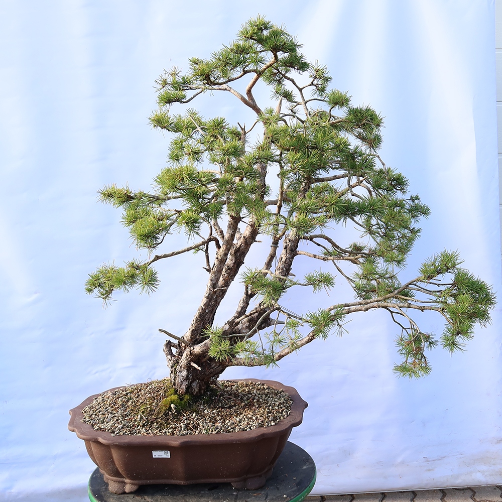 Pinus sylvestris Španělsko - borovice lesní
