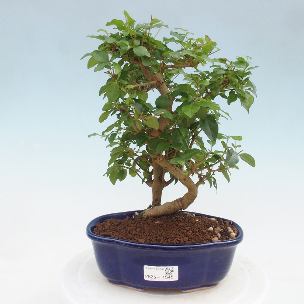 Pokojová bonsai -Ligustrum chinensis - Ptačí zob