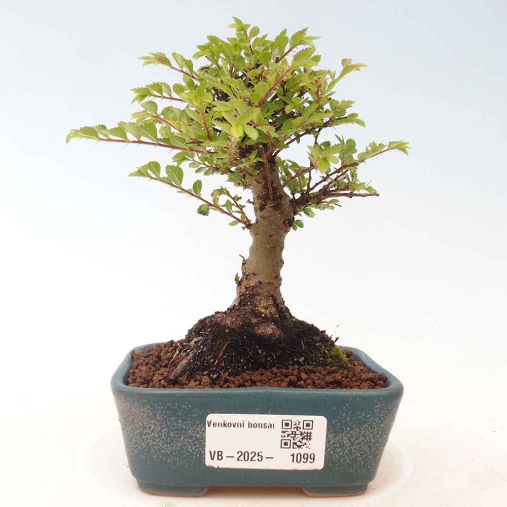 Venkovní bonsai - Ulmus parvifolia Sagei - Malolistý jilm