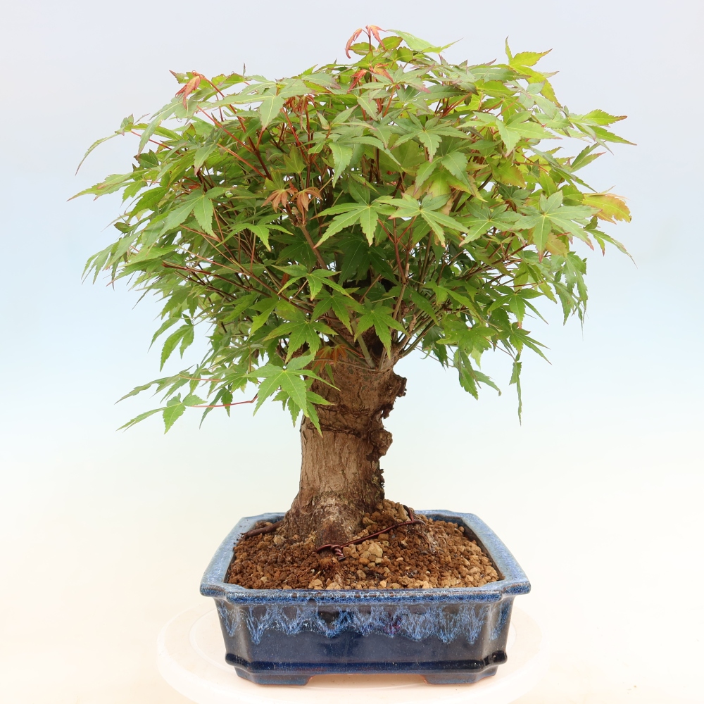 Venkovní bonsai - Javor Burgerův - Acer Burgerianum 