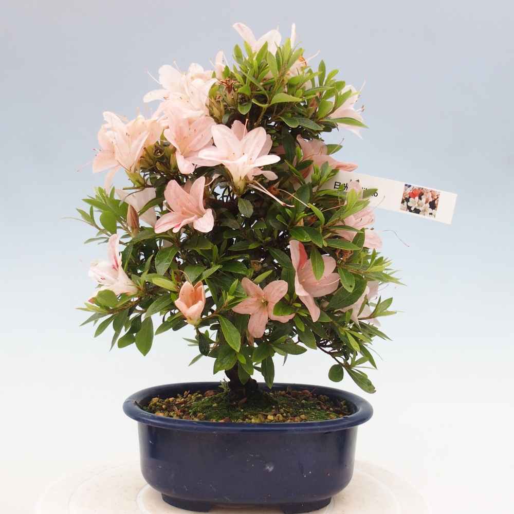 Venkovní bonsai - Japonská azalka - Azalea Nikko