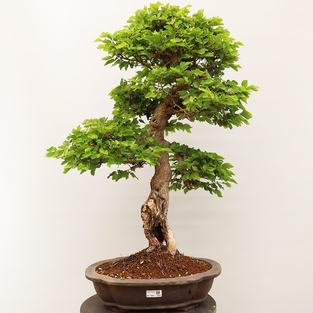 Venkovní bonsai -Carpinus Coreana - Habr korejský