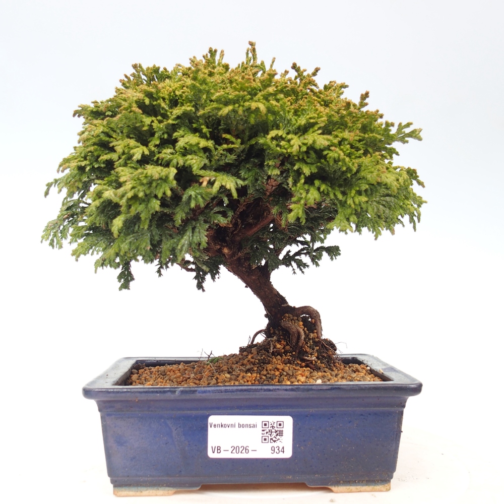 Venkovní bonsai - Cham.pis Parslori - Cypřišek