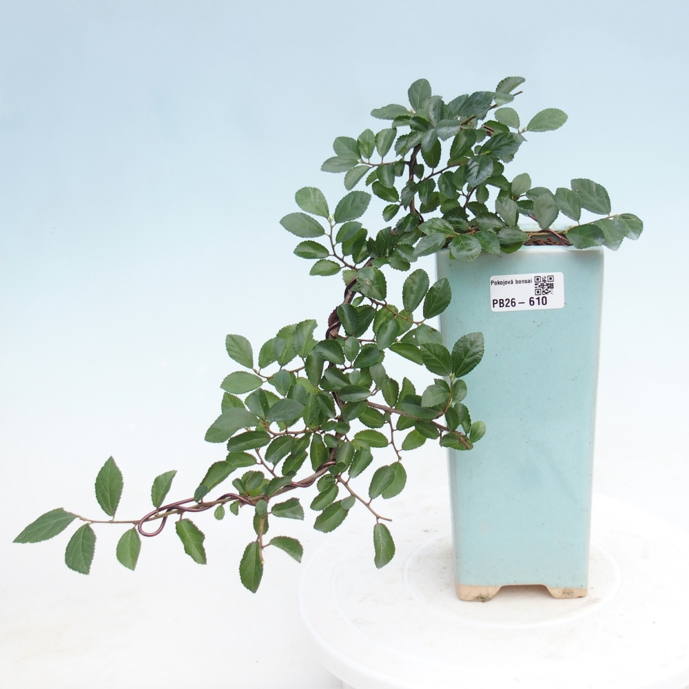 Pokojová bonsai - Grewia occidentalis - Hvězdice levandulová