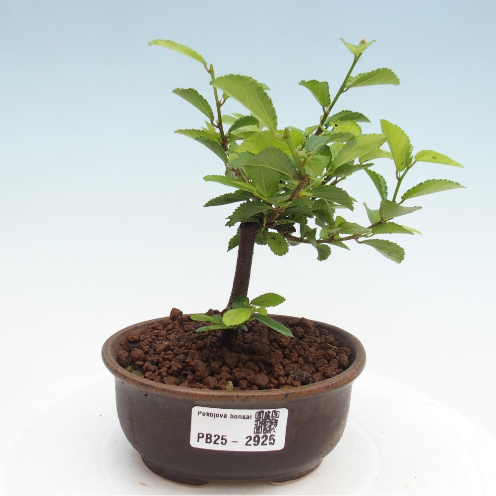Pokojová bonsai - Grewia occidentalis - Hvězdice levandulová