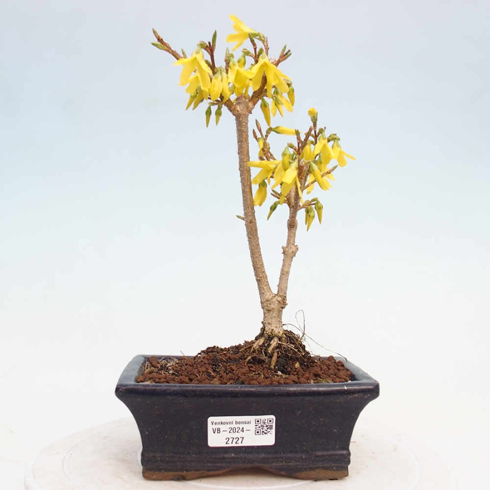 Venkovní bonsai - Zlatice - Forsythia intermedia 