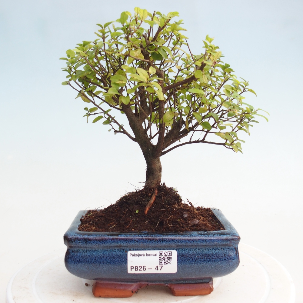 Pokojová bonsai - Sagerécie thea - Sagerécie thea