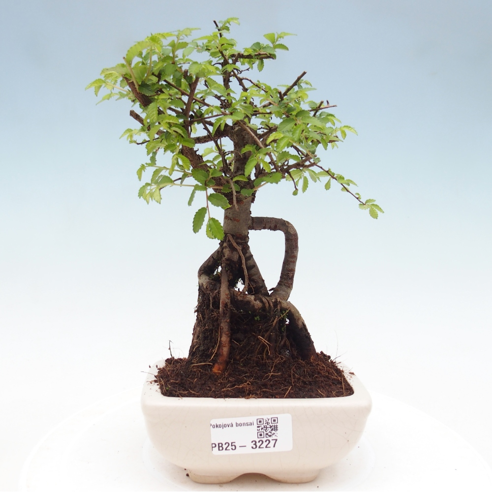 Pokojová bonsai - Ulmus parvifolia - Malolistý jilm
