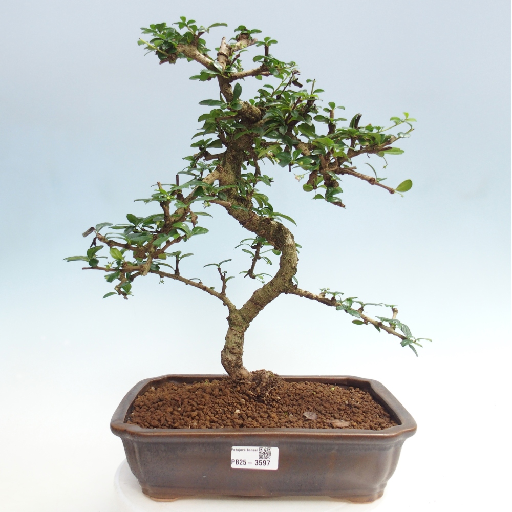Pokojová bonsai - Carmona macrophylla - Čaj fuki