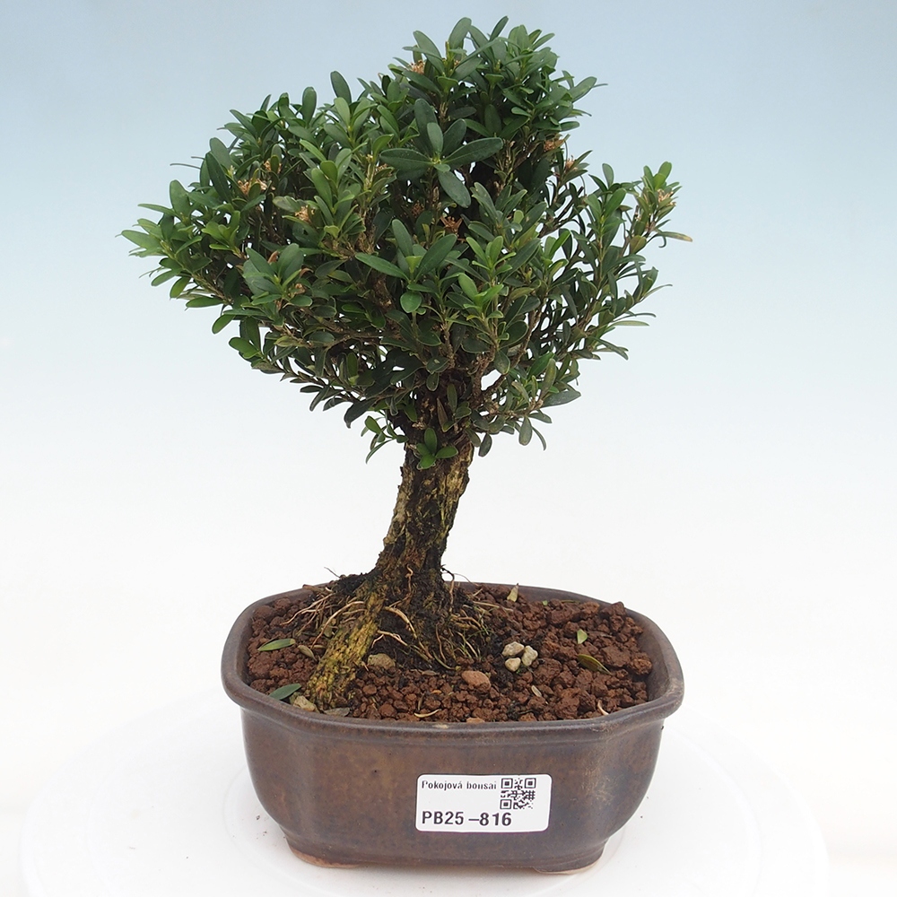 Pokojová bonsai - Buxus harlandii - korkový buxus