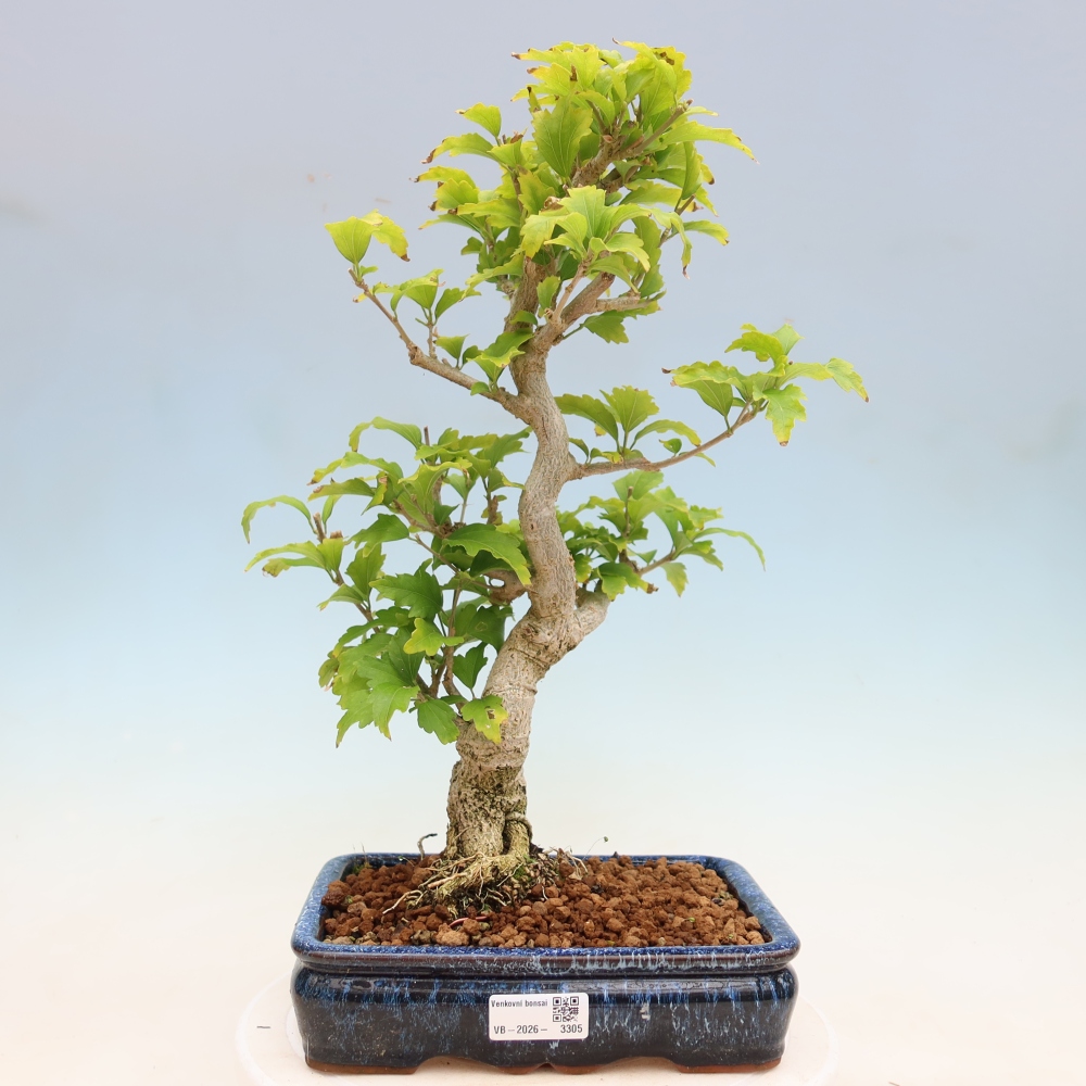 Venkovní bonsai - Hibiscus syriacus - Ibišek syrský
