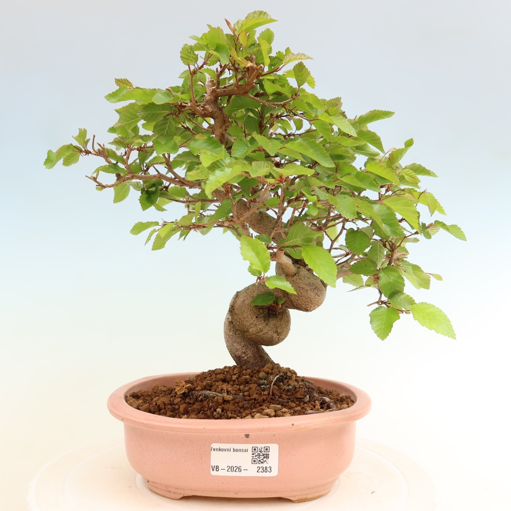 Venkovní bonsai -Carpinus coreana - Habr korejský