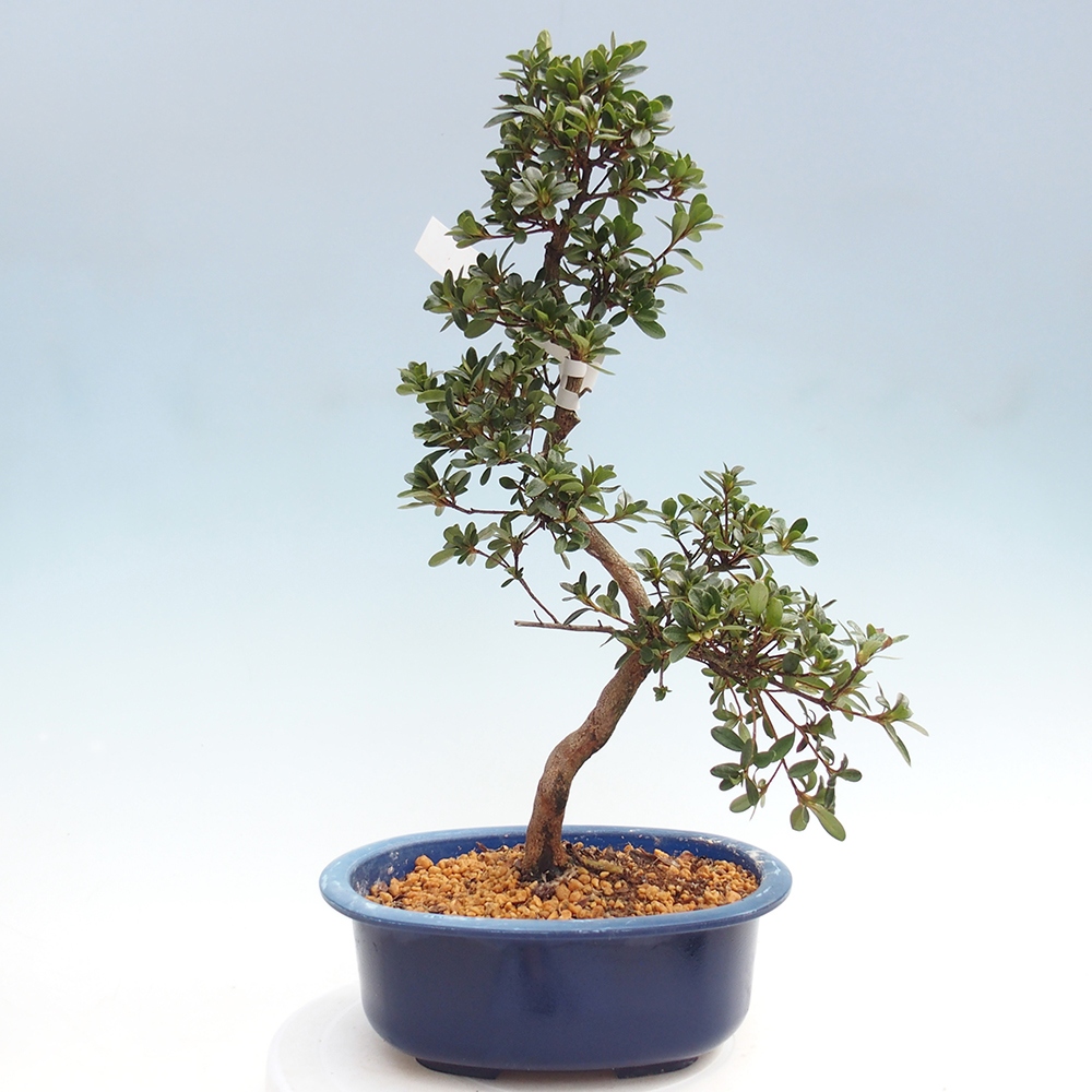 Venkovní bonsai - Japonská azalka - Azalea Tamaori-no-Haru