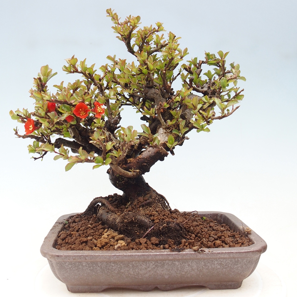 Venkovní  bonsai -  Chaneomeles speciosa - Kdoulovec ozdobný