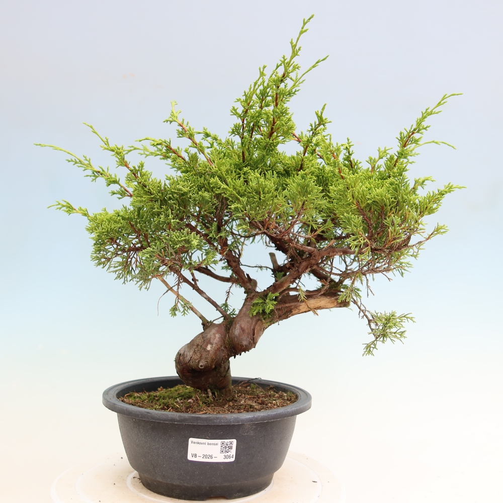 Venkovní bonsai - Juniperus chinensis Itoigawa-Jalovec čínský