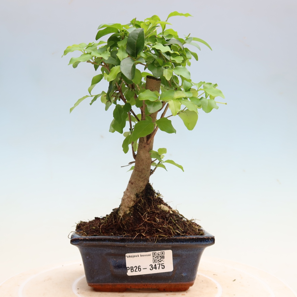 Pokojová bonsai -Ligustrum chinensis - Ptačí zob