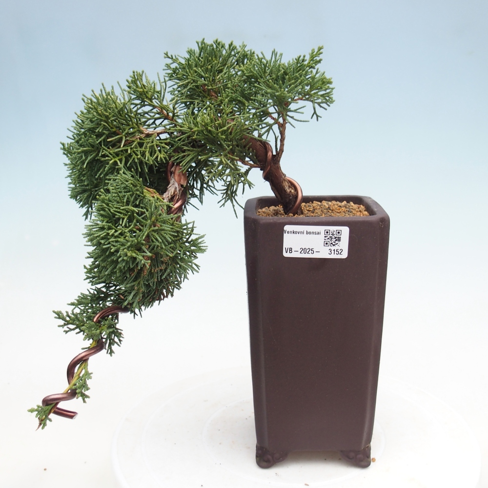 Venkovní bonsai - Juniperus chinensis Kishu -Jalovec čínský