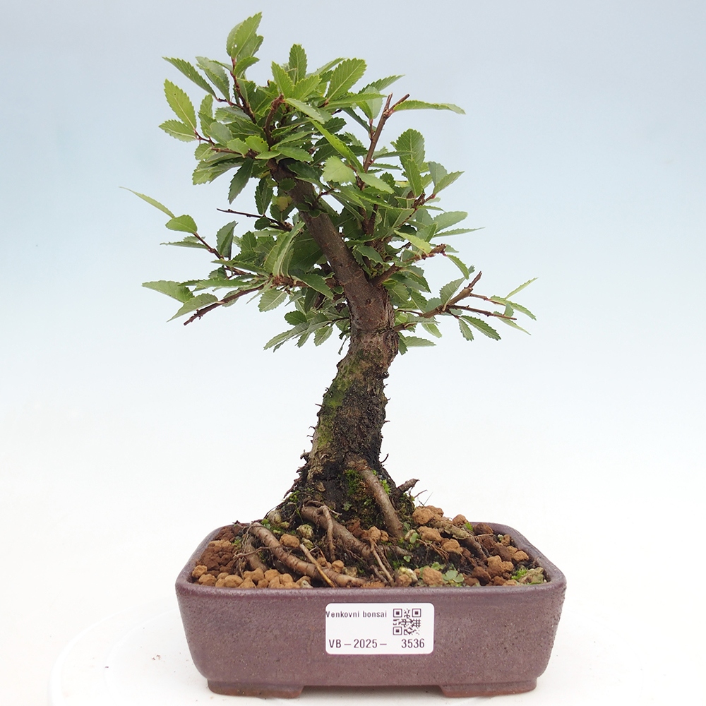 Venkovní bonsai - Zelkova - Zelkova NIRE