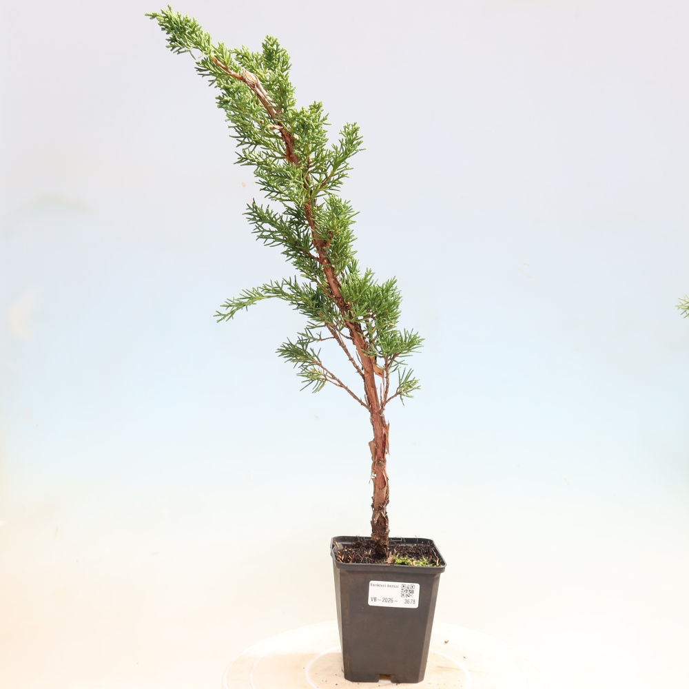 Venkovní bonsai - Juniperus chinensis Kishu -Jalovec čínský