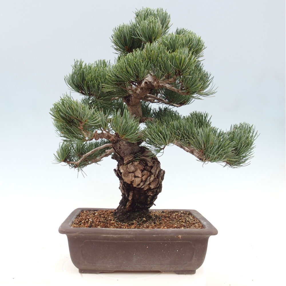 Venkovní bonsai - Pinus parviflora - Borovice drobnokvětá