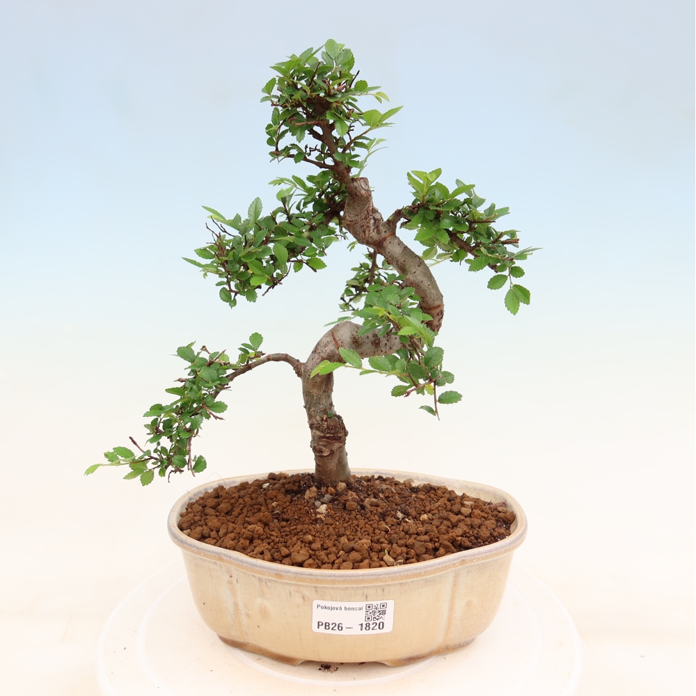 Pokojová bonsai - Ulmus parvifolia - Malolistý jilm