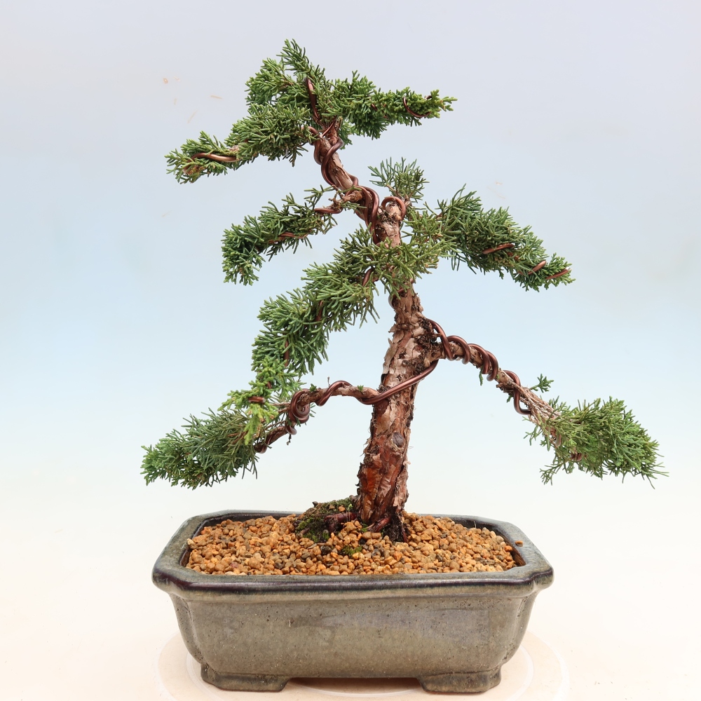 Venkovní bonsai - Juniperus chinensis Kishu -Jalovec čínský