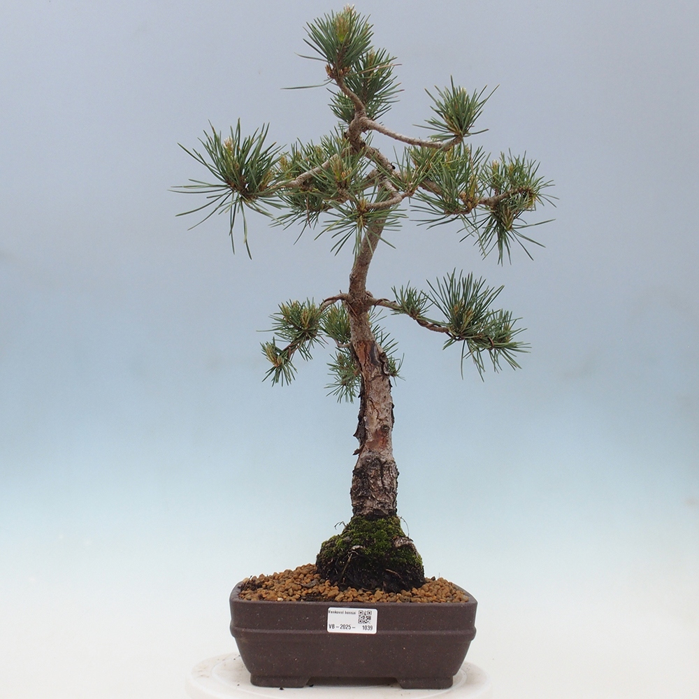 Venkovní bonsai - Pinus Sylvestris Watererri - Borovice lesní