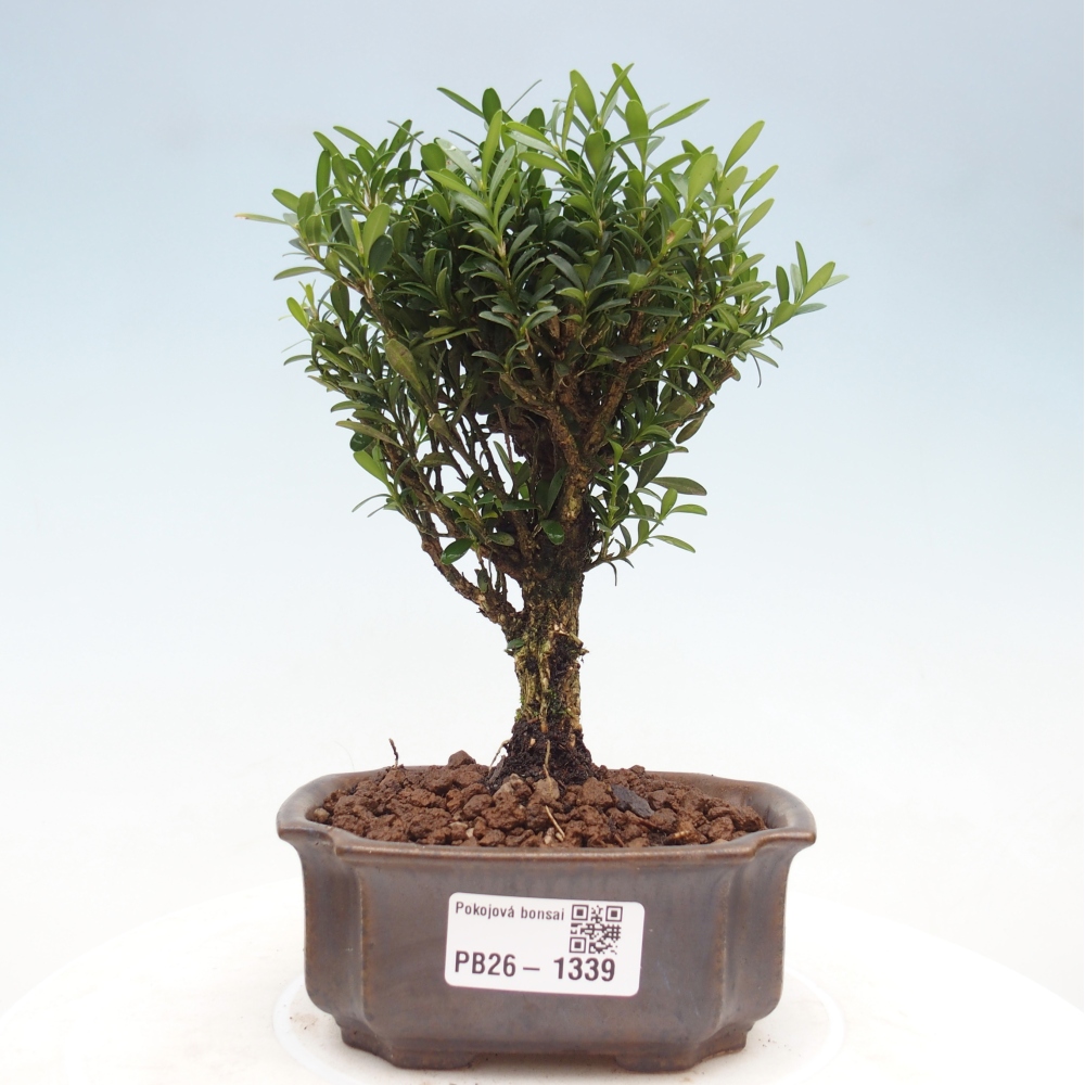Pokojová bonsai - Buxus harlandii -korkový buxus