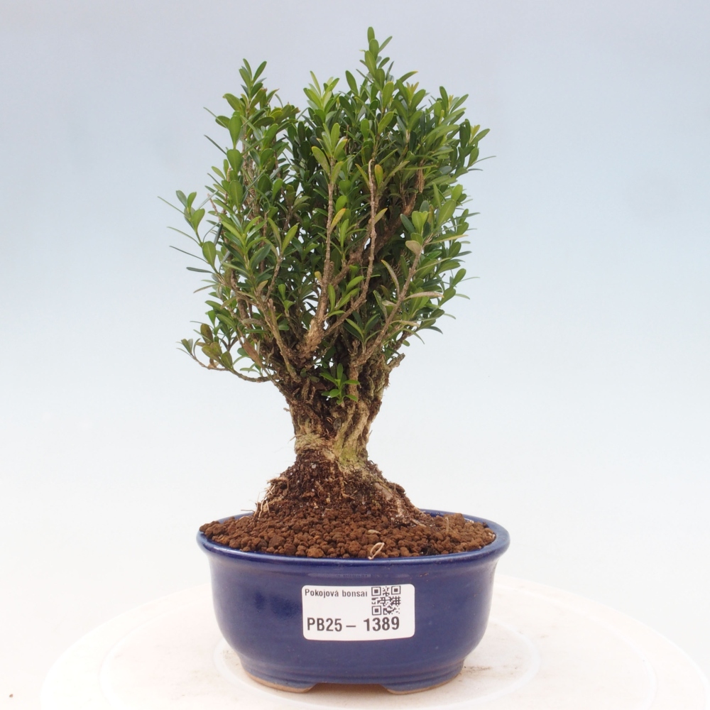 Pokojová bonsai - Buxus harlandii - korkový buxus