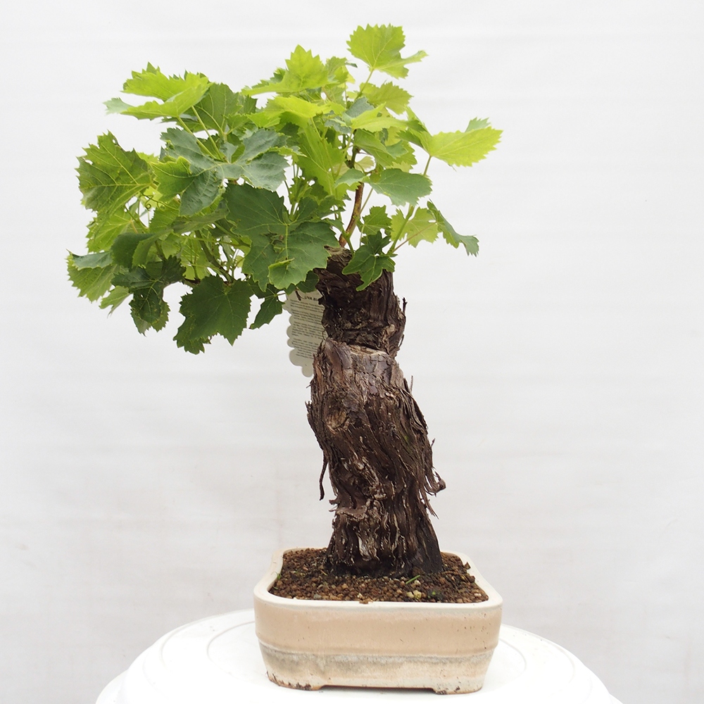 Venkovní bonsai - Vitis vinnifera MUSKAT ITALIA  - Vinná réva