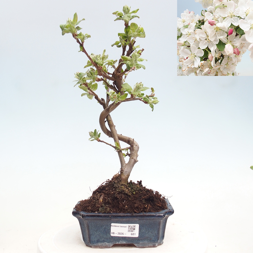 Venkovní bonsai -Malus halliana - Maloplodá jabloň
