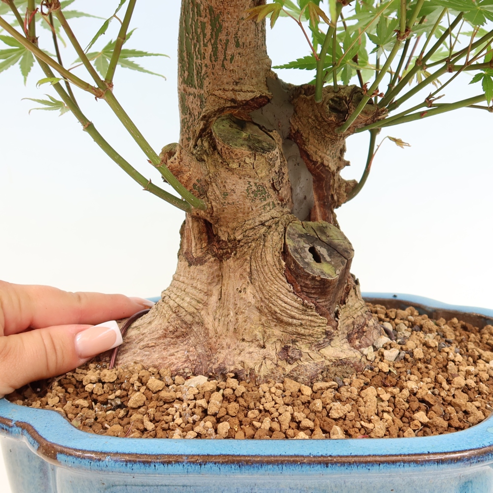 Venkovní bonsai - Javor Burgerův - Acer Burgerianum 