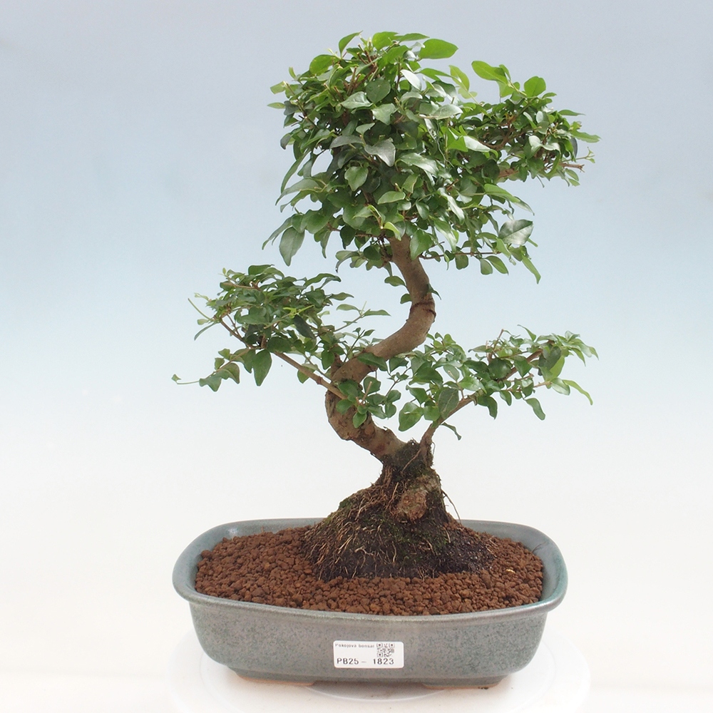 Pokojová bonsai -Ligustrum chinensis - Ptačí zob