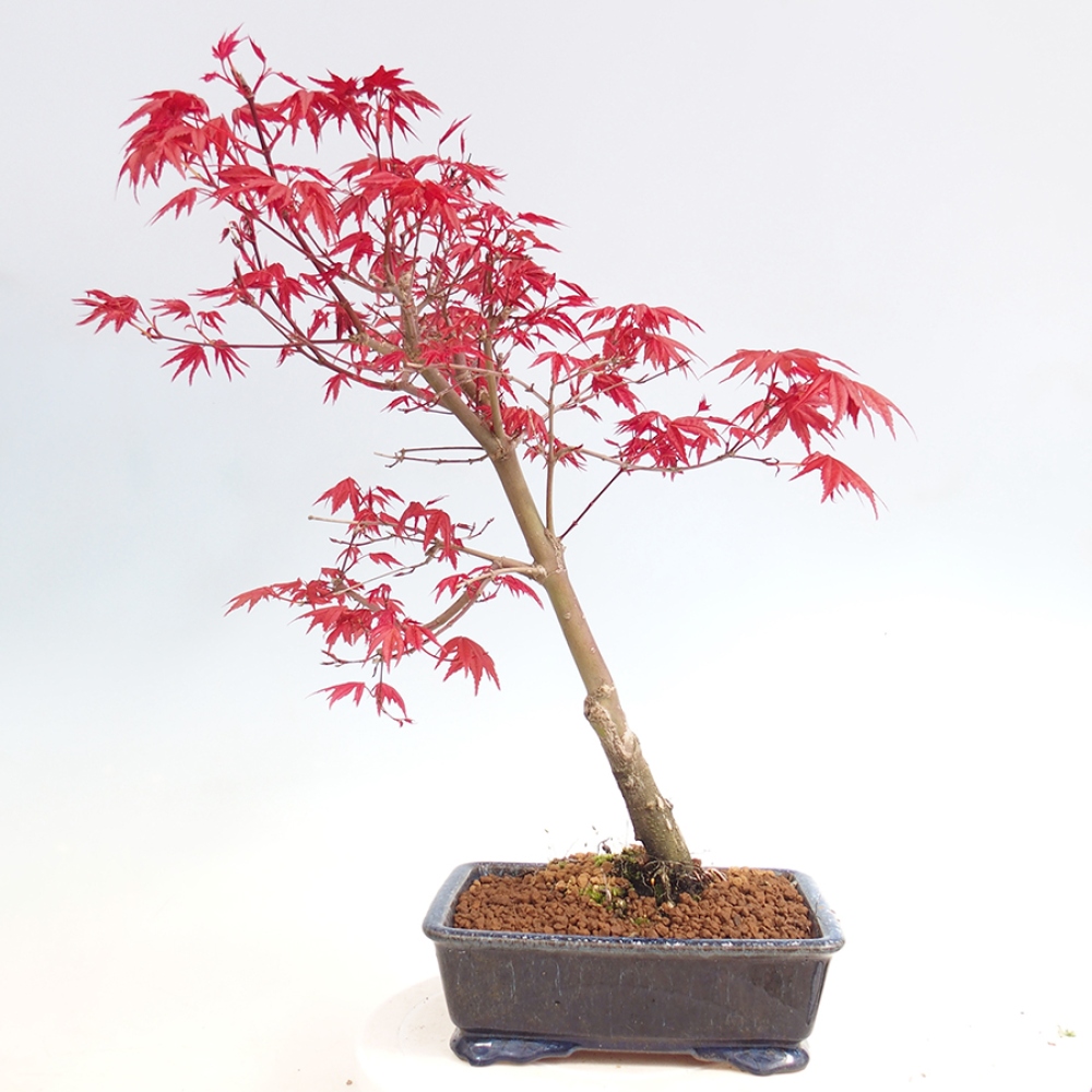 Venkovní bonsai - Javor dlanitolistý - Acer palmatum DESHOJO